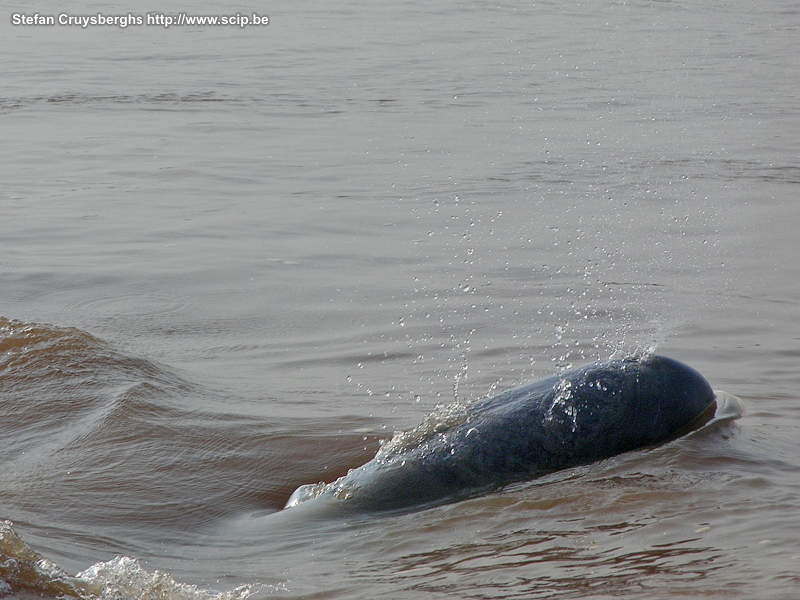 Kratie - Irrawaddy dolphins  Stefan Cruysberghs